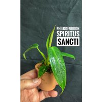 Versand Aus De Philodendron Spiritus Sancti von PflanzenUndCoDE