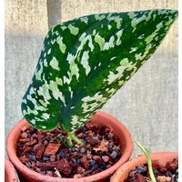 Versand Aus De Scindapsus Tricolor Dark - Jungpflanzen von PflanzenUndCoDE