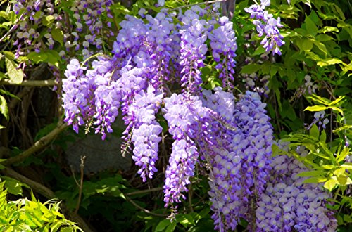 Wunderschöne Kletterplanze - Chinesischer Blauregen - Wisteria sinensis- verschiedene Größen (50-70cm Topf 2 Ltr.) von PflanzenFuchs