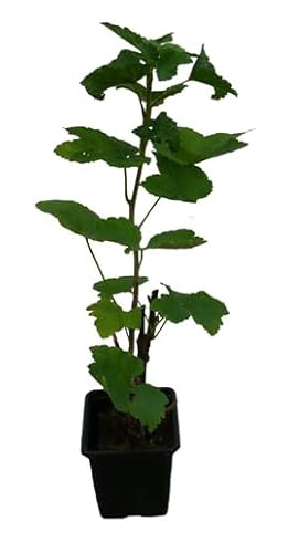 3 x Rote Johannisbeere Pflanzen lange Erntezeit verschiedene Sorten von Pflanzenversand Qualität und Service