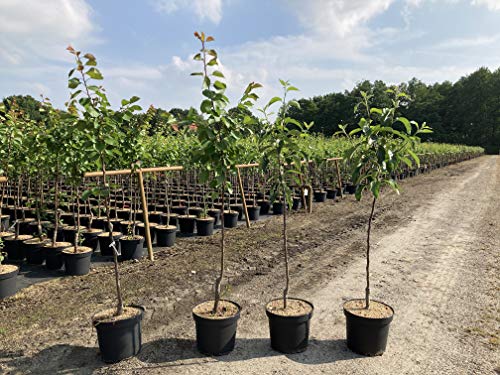 1 Apfelbaum "Elstar" 120-150cm im großem Topf Apfelbaum Busch Obstbaum Apfel Malus domestica Obst Apfel Baum von Pflanzhits