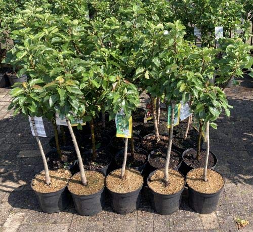 1 Apfelbaum "Elstar" im Topf 100cm Terrassenobst obstbaum Apfel Malus domestica + Dünger für die Jahresdüngung von Pflanzhits