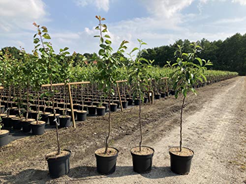 1 Apfelbaum "Gravensteiner" 120-150cm im großem Topf Apfelbaum Busch Obstbaum Apfel Malus domestica Baum Obst 1 Apfelbaum "Gravensteiner" 120-150cm im großem Topf Apfelbaum Busch Obstbaum Apfel Malus domestica Baum Obst von Pflanzhits