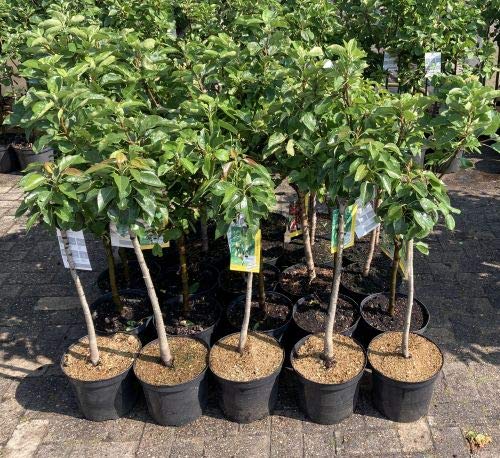 1 Apfelbaum "Jonagold" im großem Topf 80-100cm Terrassenobst obstbaum Apfel Malus domestica + Dünger 1 Apfelbaum "Jonagold" im großem Topf 80-100cm Terrassenobst obstbaum Apfel Malus domestica + Dünger von Pflanzhits