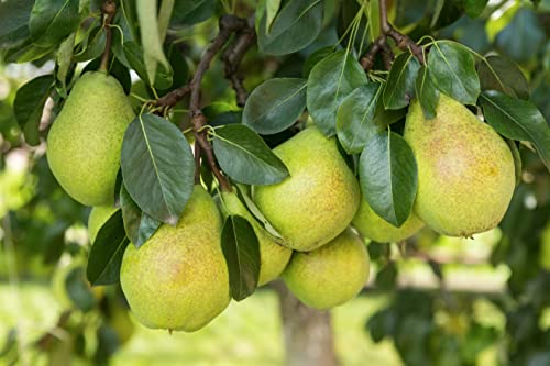 1 Birnenbaum "Conference" im Topf 100cm Terrassenobst obstbaum Birne Pyrus inkl. Dünger von Pflanzhits