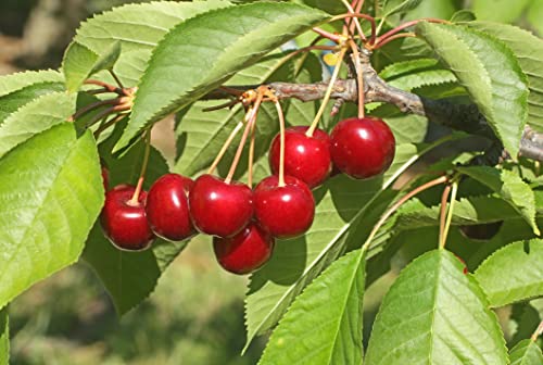 1 Kirschbaum "Große Schwarzen Knorpelkirsche" im Topf 100cm Terrassenobst Obstbaum Kirsche cerasus + Dünger von Pflanzhits