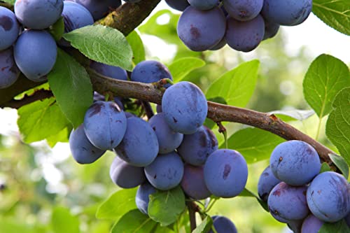 1 Pflaumenbaum "Hauszwetsche" im Topf 100cm Terrassenobst Obstbaum Pflaume Prunus domestica von Pflanzhits