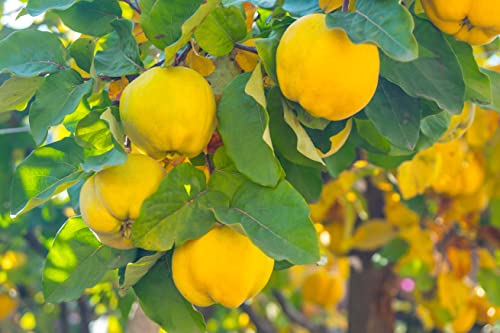 1 Quittenbaum "Apfelquitte" im Topf 100cm Terrassenobst Obstbaum Quitte Cydonia oblonga von Pflanzhits