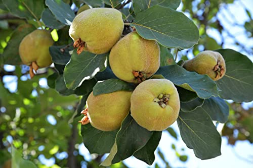 1 Quittenbaum "Portugisiesche Birnenquitte" 120-150cm im Topf Obstbaum Quitte Cydonia oblonga + Dünger für die Jahresdüngung von PFLANZHITS Ihr Pflanzenpartner