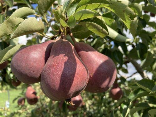 1 Sommerbirnenbaum "Rote Williams Christ" 120-150cm im Topf Obstbaum Birne Pyrus + Dünger für die Jahresdüngung von Pflanzhits