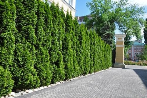 10st. Thuja Smaragd 100-120cm ohne Topf gemessen Heckenpflanzen Lebensbaum Immergrüne Heckenpflanze von Pflanzhits