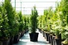 10st. Thuja Smaragd 70-80cm ohne Topf gemessen Heckenpflanzen Lebensbaum Immergrüne Heckenpflanze von Pflanzhits