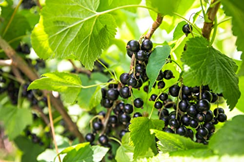 1st schwarze Johannisbeere Hochstamm im Topf Titania veredelt Ribes Höhe 70-100cm inkl. Dünger von Pflanzhits