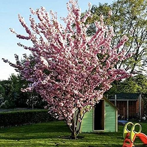 1st. Japanische Blüten/-Zierkirsche "Prunus serrulata" 120-150cm im großen Topf von Pflanzhits