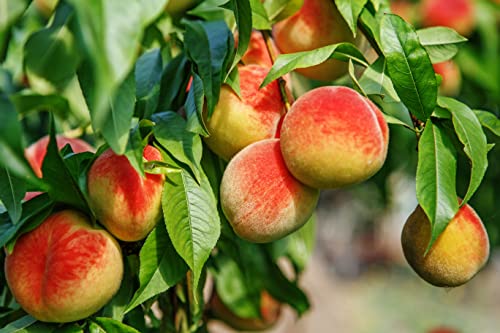 1st. Pfirsich Kernechter vom Vorgebirge Pfirsichbaum100-150cm im Topf selbstfruchtend Pfirsich Obst Busch + Dünger für die Jahresdüngung von Pflanzhits