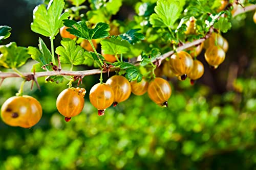 1st. gelbe Stachelbeere Hochstamm im Topf Höhe 70-100cm Ribes uva-crispa ́Hinnonmäki gelb ́ von Pflanzhits