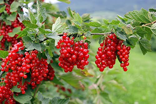 1st. rote Johannisbeere Hochstamm Jonkher van Tets veredelt Ribes Höhe 70-100cm von Pflanzhits