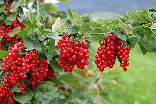 1st. rote Johannisbeere Hochstamm Jonkher van Tets veredelt Ribes Höhe 70-100cm von PFLANZHITS Ihr Pflanzenpartner