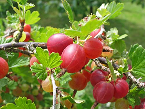 1st. rote Stachelbeere Hochstamm 70-100cm im Topf Höhe Ribes uva-crispa ́Hinnonmäki rot ́ von Pflanzhits