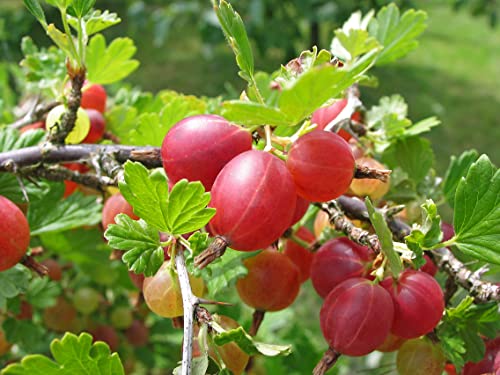 1st. rote Stachelbeere Hochstamm 70-100cm im Topf Höhe Ribes uva-crispa ́Hinnonmäki rot ́ 1st. rote Stachelbeere Hochstamm 70-100cm im Topf Höhe Ribes uva-crispa ́Hinnonmäki rot ́ von Pflanzhits