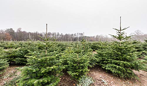 25st. Nordmanntannen 2j. Nordmanntanne Weihnachtsbaum Abies nordmanniana Sämling Wurzelware von Pflanzhits