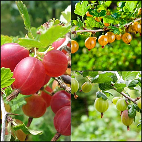 3st Stachelbeeren Hochstamm 70-100cm im Topf Rote/grüne/gelbe Frucht veredelt Ribes Obst von Pflanzhits
