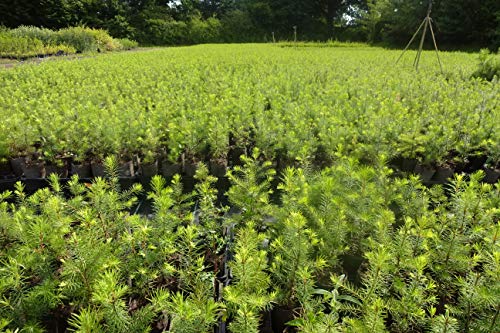 5st. Douglasien 40-70cm im Topf Forstpflanzen Pseudotsuga menziesii viridis Douglasie Nadelgehölze von Pflanzhits