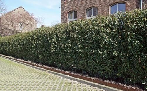5st. Portugiesischer Kirschlorbeer 50-60cm XXL Buschig im Topf Kirschlorbeer Prunus lusitanica 'Angustifolia' Lorbeer Gartenhecke Sichtschutz von PFLANZHITS Ihr Pflanzenpartner