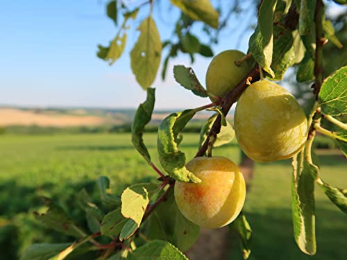 Mirabelle von Nancy im großen Topf 120-150cm Obstbaum Buschobst Mirabellenbaum Obst von Pflanzhits