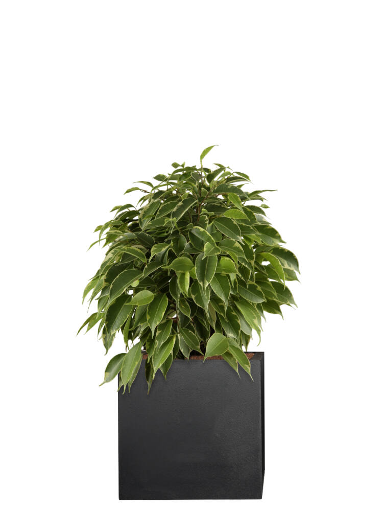 Birkenfeige (Ficus Benjamina) Kinky 26 cm - 4er Set (7,50 EUR pro 1 Stück) von Pflanzwerk