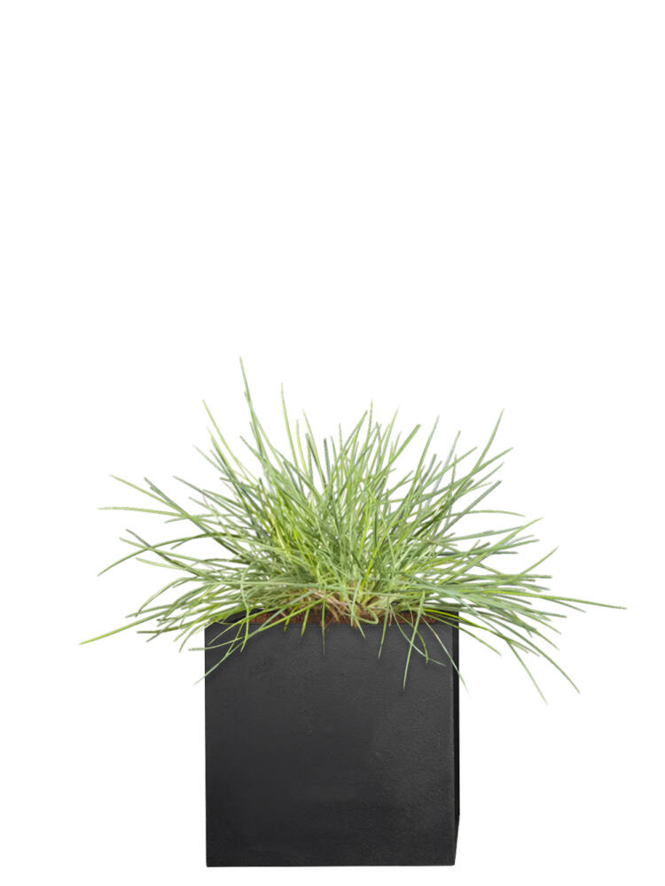 Blauschwingel (Festuca cinerea) Elijah Blue 10-20 cm -... (2,92 EUR pro 1 Stück) von Pflanzwerk