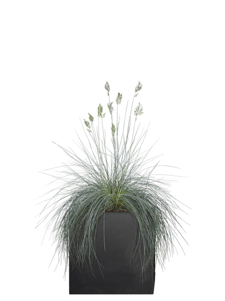 Blauschwingel (Festuca glauca) Intense Blue - 40 cm - 3er... (8,33 EUR pro 1 Stück) von Pflanzwerk