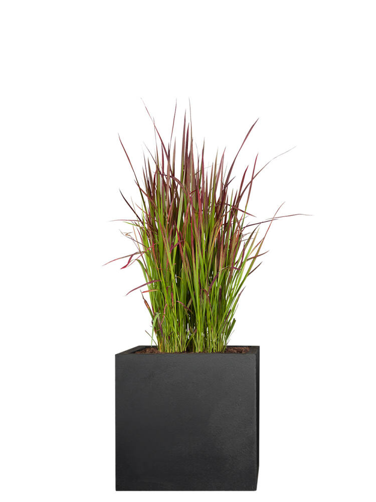 Blutgras (Imperata cylindrica) Red Baron - 2er Set - 60cm... (14,99 EUR pro 1 Stück) von Pflanzwerk