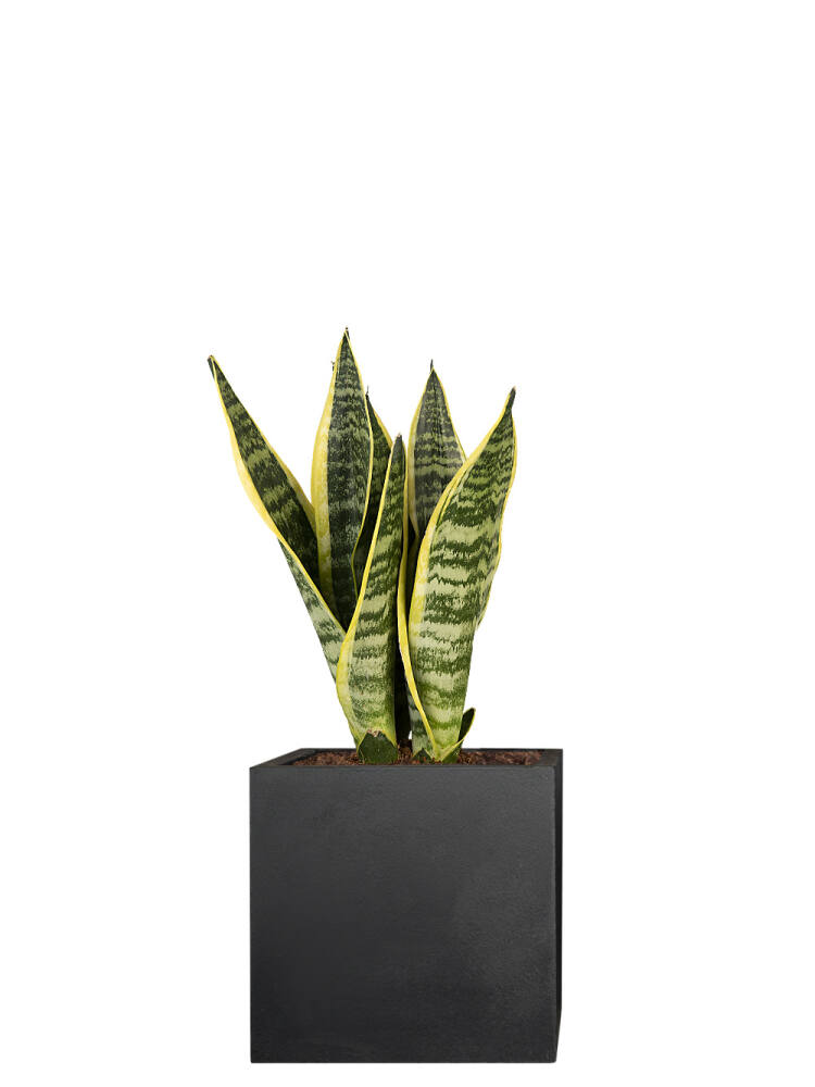 Bogenhanf (Sansevieria trifasciata) Laurentii 40 cm von Pflanzwerk