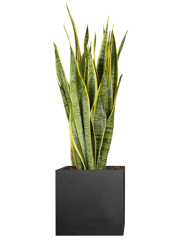 Bogenhanf (Sansevieria trifasciata) Laurentii 80 cm von Pflanzwerk