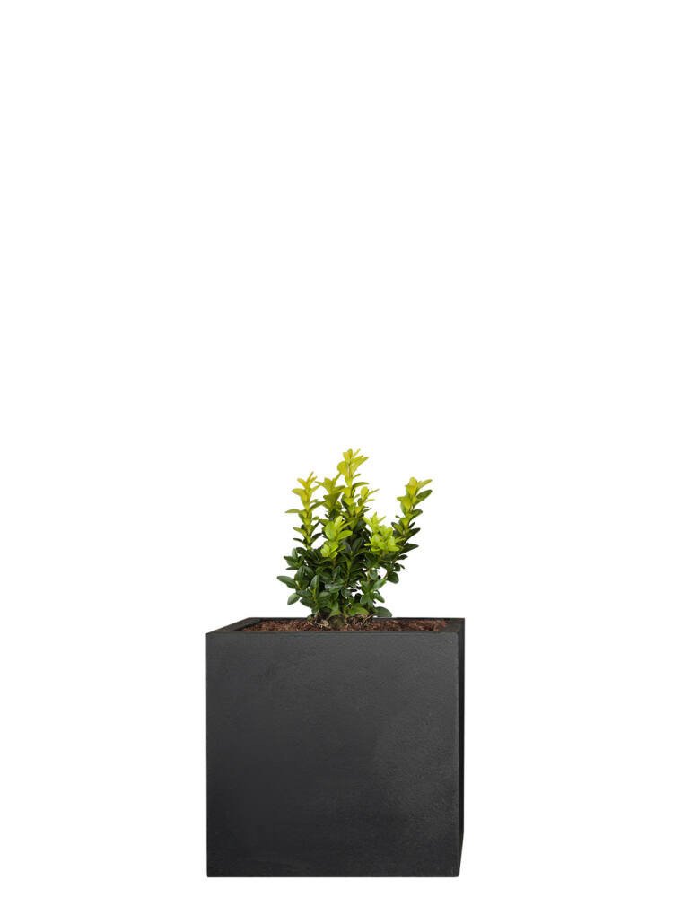Buchsbaum (Buxus Sempervirens) - 9er Set - 10cm hoch (2,78 EUR pro 1 Stück) von Pflanzwerk