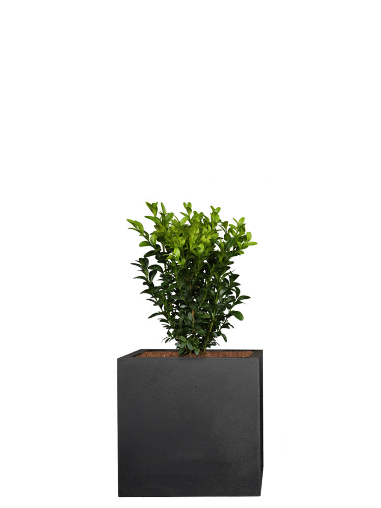 Buchsbaum (Buxus Sempervirens) - 9er Set - 15cm hoch (3,89 EUR pro 1 Stück) von Pflanzwerk