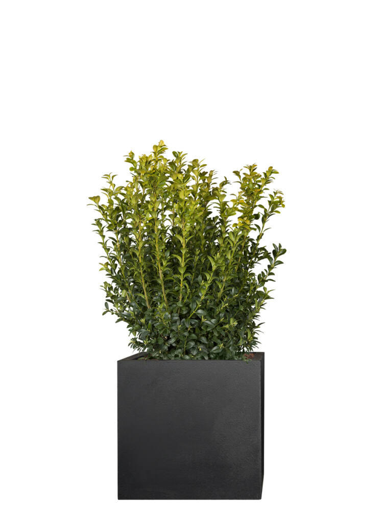 Buchsbaum (Buxus Sempervirens) von Pflanzwerk
