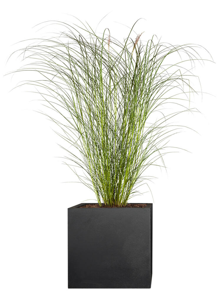 Chinaschilf (Miscanthus sinensis) Graziella - 2er Set von Pflanzwerk