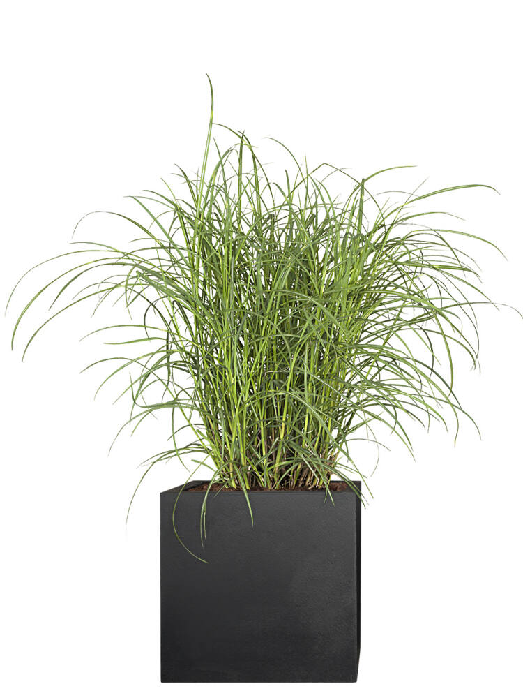 Chinaschilf (Miscanthus sinensis) Vanilla Sky - 2er Set von Pflanzwerk