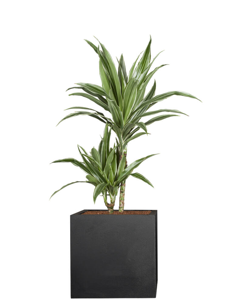Drachenbaum (Dracaena Fragrans) 70-80 cm - 2er Set (17,50 EUR pro 1 Stück) von Pflanzwerk