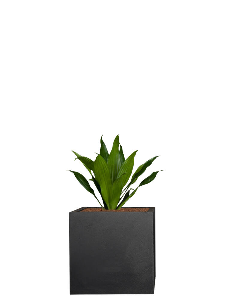 Drachenbaum (Dracaena Fragrans) Compacta 28 cm - 6er Set (5,83 EUR pro 1 Stück) von Pflanzwerk