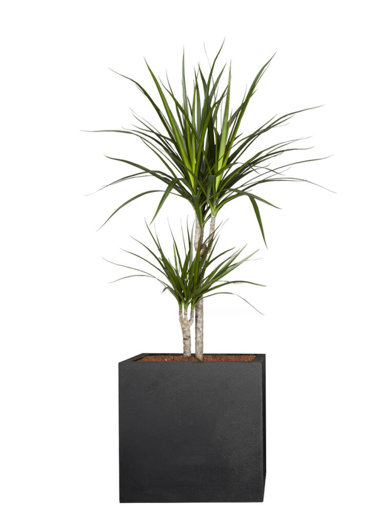 Drachenbaum (Dracaena Marginata) 70-80 cm - 3er Set (11,66 EUR pro 1 Stück) von Pflanzwerk