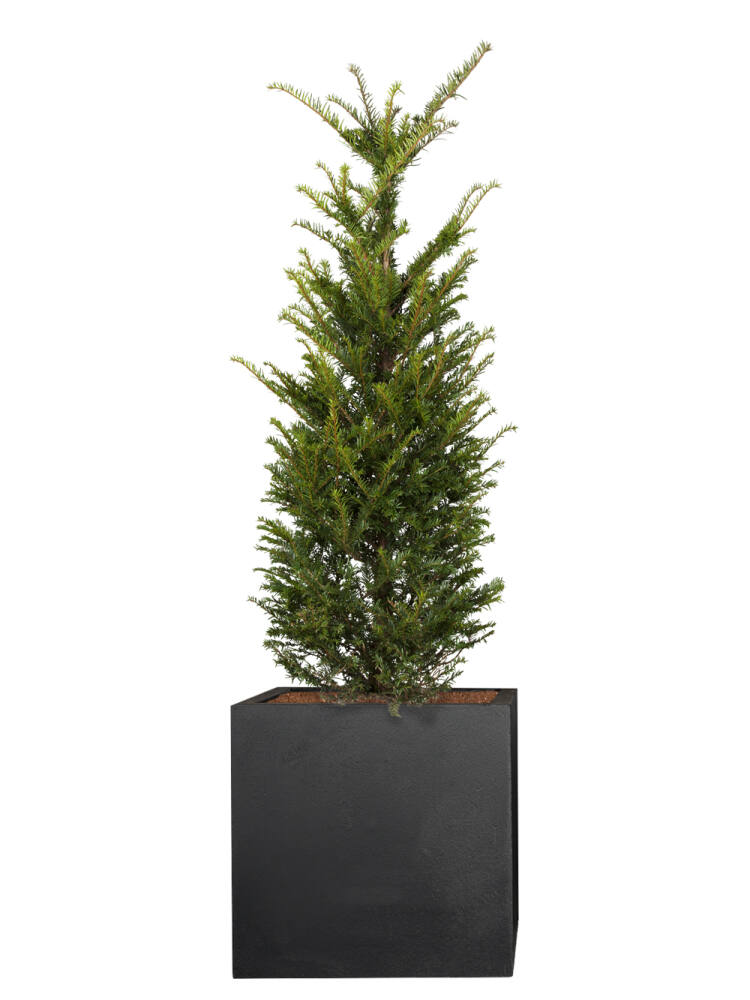 Eibe (Taxus Baccata) 40 - 50 cm - 2er Set (17,50 EUR pro 1 Stück) von Pflanzwerk