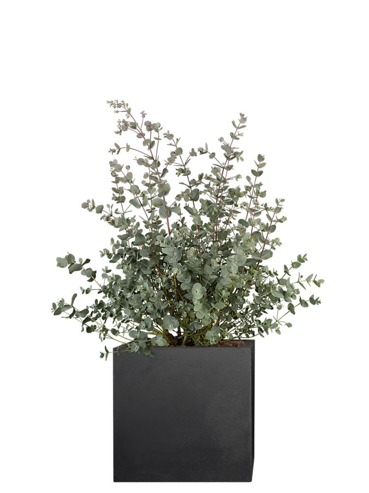 Eukalyptus (Eucalyptus gunnii) 80 cm von Pflanzwerk