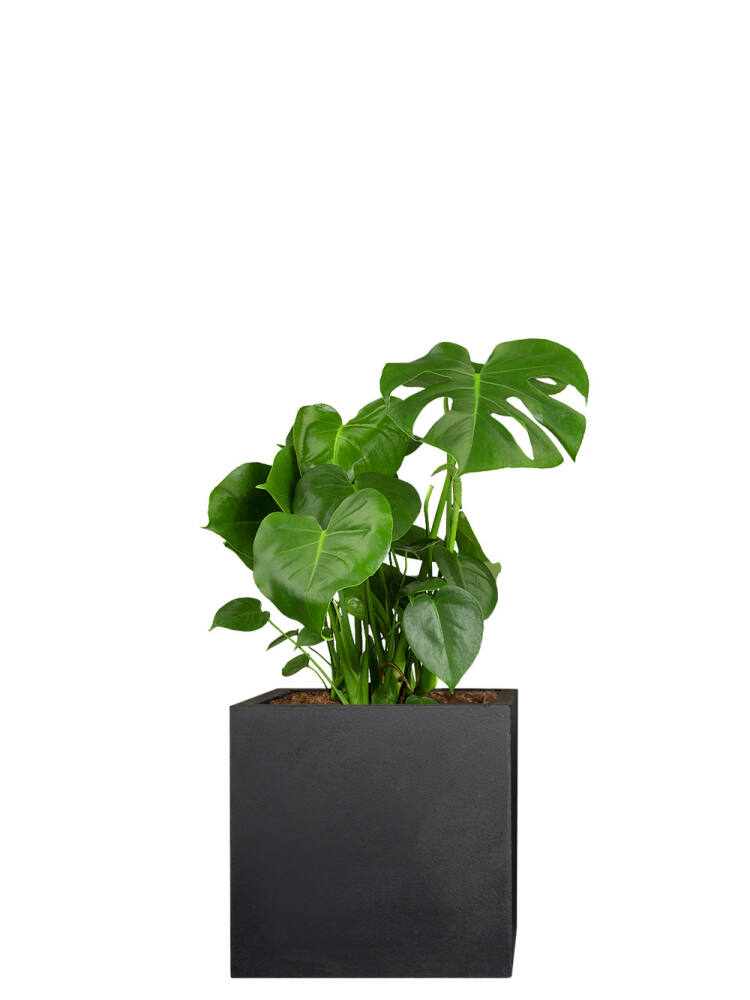 Fensterblatt (Monstera deliciosa) 40 cm - 2er Set von Pflanzwerk