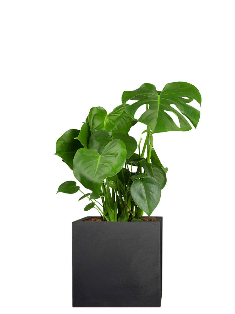 Fensterblatt (Monstera deliciosa) 60 cm von Pflanzwerk