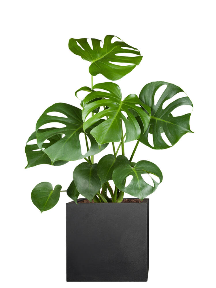 Fensterblatt (Monstera deliciosa) 80 cm von Pflanzwerk