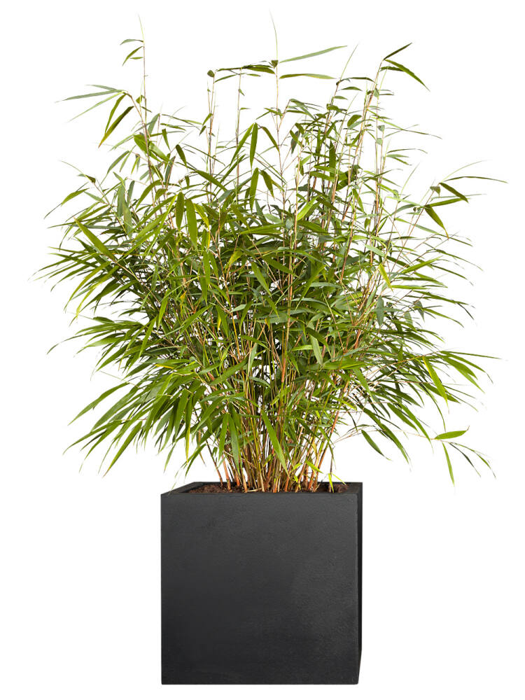 Gartenbambus (Fargesia scabidra) Asian Wonder von Pflanzwerk