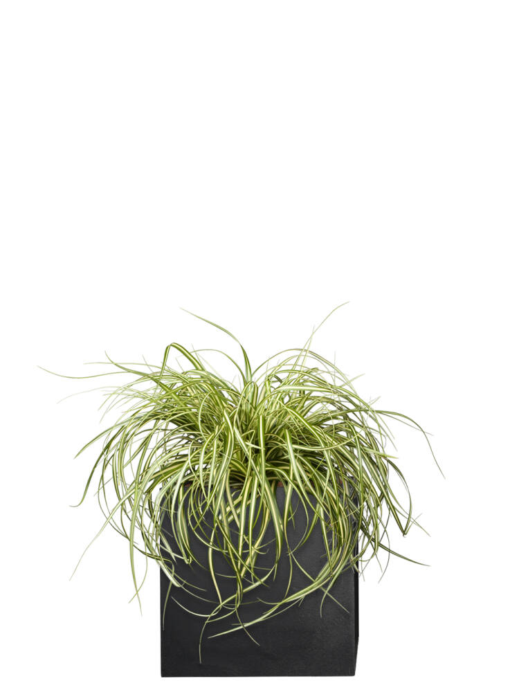 Gold Segge (Carex Oshimensis) Evergold - 3er Set - 40cm hoch (11,66 EUR pro 1 Stück) von Pflanzwerk